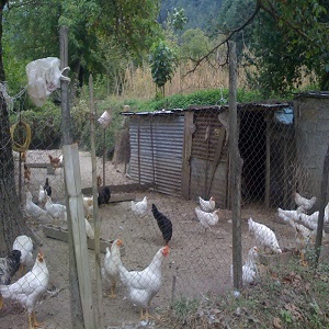 Chicken Coop
