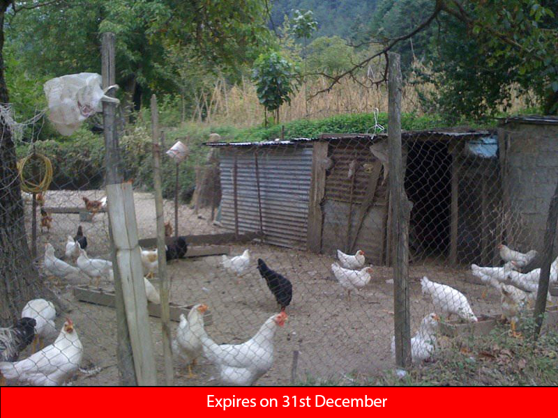 Chicken coop